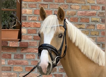 Deutsches Reitpony, Wallach, 4 Jahre, 147 cm, Palomino