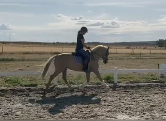 Deutsches Reitpony, Wallach, 4 Jahre, 147 cm, Palomino