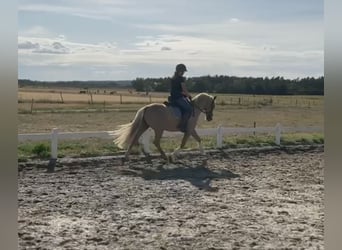 Deutsches Reitpony, Wallach, 4 Jahre, 147 cm, Palomino