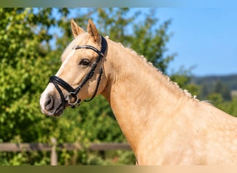 Deutsches Reitpony, Wallach, 4 Jahre, 147 cm, Palomino