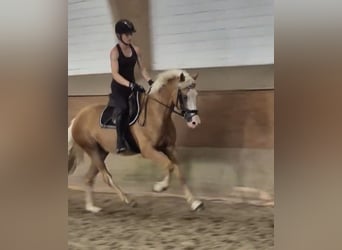 Deutsches Reitpony, Wallach, 4 Jahre, 147 cm, Palomino