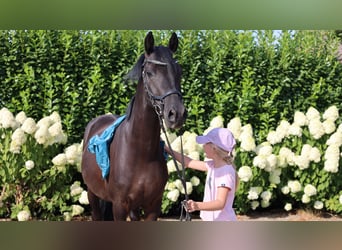Deutsches Reitpony, Wallach, 4 Jahre, 147 cm, Rappe