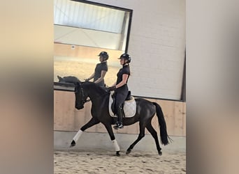 Deutsches Reitpony, Wallach, 4 Jahre, 147 cm, Rappe