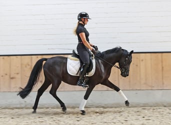 Deutsches Reitpony, Wallach, 4 Jahre, 147 cm, Rappe