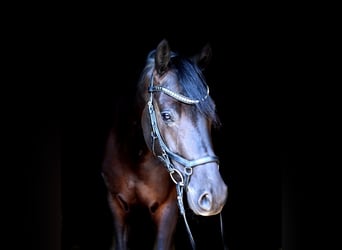 Deutsches Reitpony, Wallach, 4 Jahre, 147 cm, Rappe