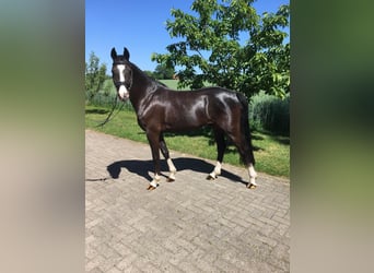 Deutsches Reitpony, Wallach, 4 Jahre, 147 cm, Rappe