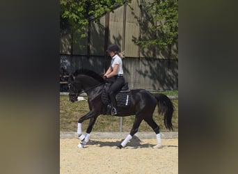 Deutsches Reitpony, Wallach, 4 Jahre, 147 cm, Rappe