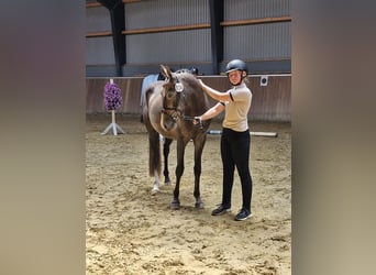 Deutsches Reitpony, Wallach, 4 Jahre, 147 cm, Schimmel