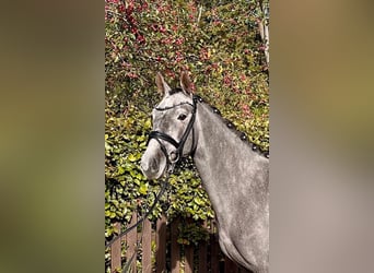 Deutsches Reitpony, Wallach, 4 Jahre, 147 cm, Schimmel