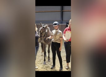 Deutsches Reitpony, Wallach, 4 Jahre, 147 cm, Schimmel