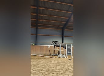 Deutsches Reitpony, Wallach, 4 Jahre, 147 cm, Schimmel