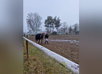 Deutsches Reitpony, Wallach, 4 Jahre, 147 cm, Schimmel