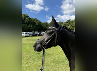 Deutsches Reitpony, Wallach, 4 Jahre, 147 cm, Schwarzbrauner