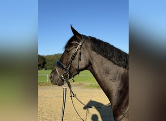 Deutsches Reitpony, Wallach, 4 Jahre, 147 cm, Schwarzbrauner