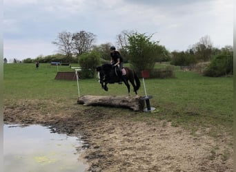 Deutsches Reitpony, Wallach, 4 Jahre, 147 cm, Schwarzbrauner