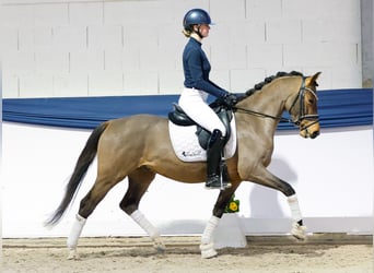 Deutsches Reitpony, Wallach, 4 Jahre, 148 cm, Brauner