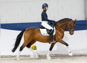 Deutsches Reitpony, Wallach, 4 Jahre, 148 cm, Brauner Deutsches Reitpony, Wallach, 4 Jahre, 148 cm, Brauner