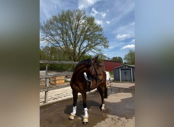 Deutsches Reitpony, Wallach, 4 Jahre, 148 cm, Brauner