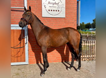 Deutsches Reitpony, Wallach, 4 Jahre, 148 cm, Brauner