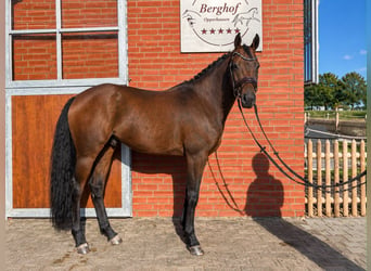 Deutsches Reitpony, Wallach, 4 Jahre, 148 cm, Brauner