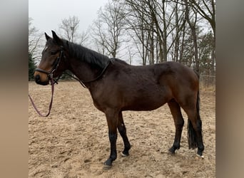 Deutsches Reitpony, Wallach, 4 Jahre, 148 cm, Brauner