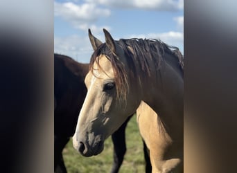 Deutsches Reitpony, Wallach, 4 Jahre, 148 cm, Buckskin