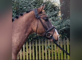 Deutsches Reitpony, Wallach, 4 Jahre, 148 cm, Buckskin