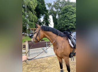 Deutsches Reitpony, Wallach, 4 Jahre, 148 cm, Buckskin