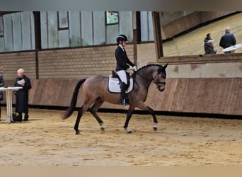 Deutsches Reitpony, Wallach, 4 Jahre, 148 cm, Buckskin
