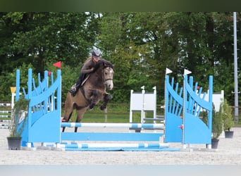 Deutsches Reitpony, Wallach, 4 Jahre, 148 cm, Buckskin