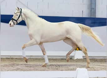 Deutsches Reitpony, Wallach, 4 Jahre, 148 cm, Cremello