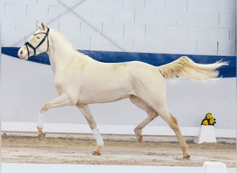 Deutsches Reitpony, Wallach, 4 Jahre, 148 cm, Cremello