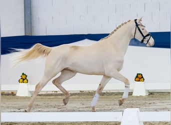 Deutsches Reitpony, Wallach, 4 Jahre, 148 cm, Cremello