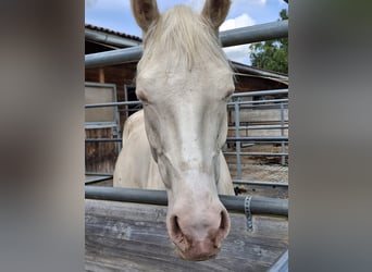 Deutsches Reitpony, Wallach, 4 Jahre, 148 cm, Cremello