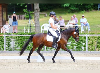 Deutsches Reitpony, Wallach, 4 Jahre, 148 cm, Dunkelbrauner