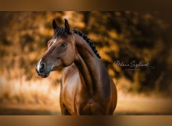 Deutsches Reitpony, Wallach, 4 Jahre, 148 cm, Dunkelbrauner