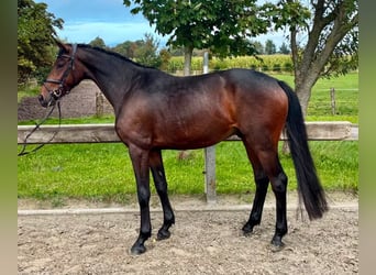 Deutsches Reitpony, Wallach, 4 Jahre, 148 cm, Dunkelbrauner