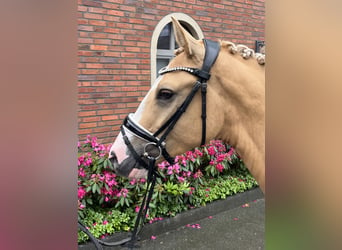 Deutsches Reitpony, Wallach, 4 Jahre, 148 cm, Falbe