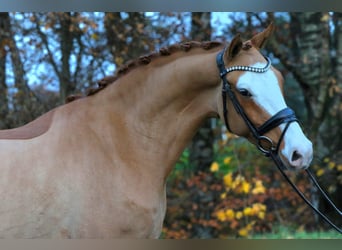 Deutsches Reitpony, Wallach, 4 Jahre, 148 cm, Fuchs