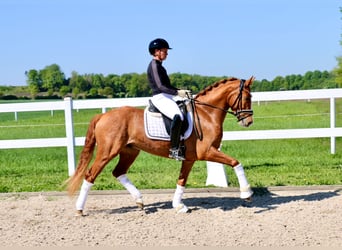 Deutsches Reitpony, Wallach, 4 Jahre, 148 cm, Fuchs