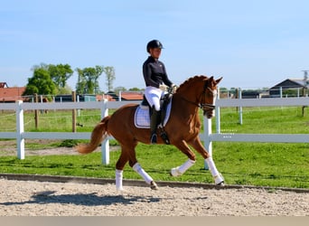 Deutsches Reitpony, Wallach, 4 Jahre, 148 cm, Fuchs
