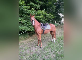 Deutsches Reitpony, Wallach, 4 Jahre, 148 cm, Fuchs