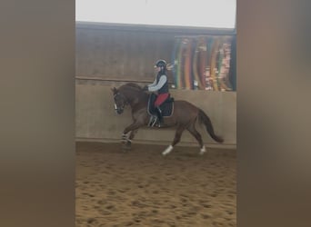 Deutsches Reitpony, Wallach, 4 Jahre, 148 cm, Fuchs