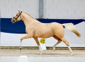Deutsches Reitpony, Wallach, 4 Jahre, 148 cm, Palomino