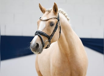 Deutsches Reitpony, Wallach, 4 Jahre, 148 cm, Palomino