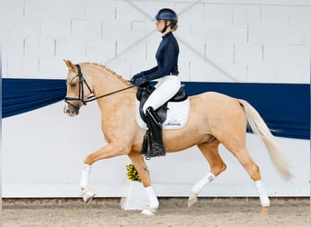 Deutsches Reitpony, Wallach, 4 Jahre, 148 cm, Palomino