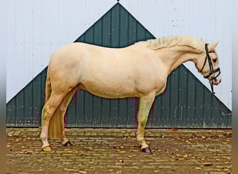 Deutsches Reitpony, Wallach, 4 Jahre, 148 cm, Palomino