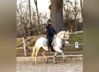Deutsches Reitpony, Wallach, 4 Jahre, 148 cm, Palomino
