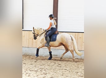 Deutsches Reitpony, Wallach, 4 Jahre, 148 cm, Palomino