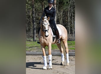 Deutsches Reitpony, Wallach, 4 Jahre, 148 cm, Palomino